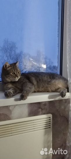 Котик в добрые руки