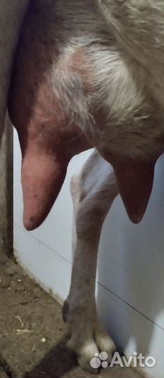 Козы нубийские дойные котные