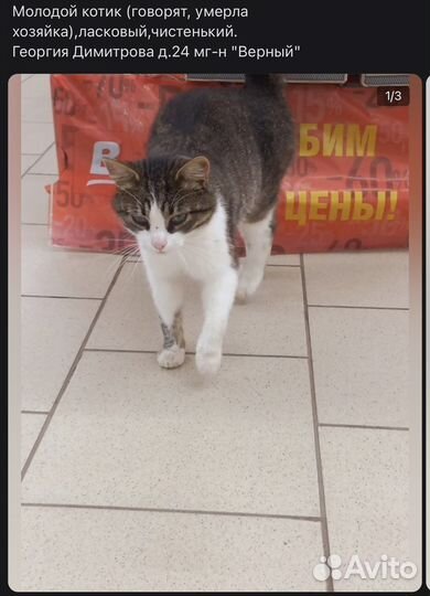 Котик в добрые руки