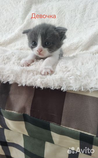 Отдать котят в хорошие, добрые нежные руки