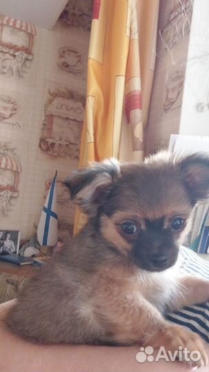 Продаются щенки чихуахуа
