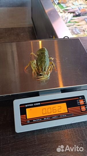 Рак Живой в наличии варим под заказ