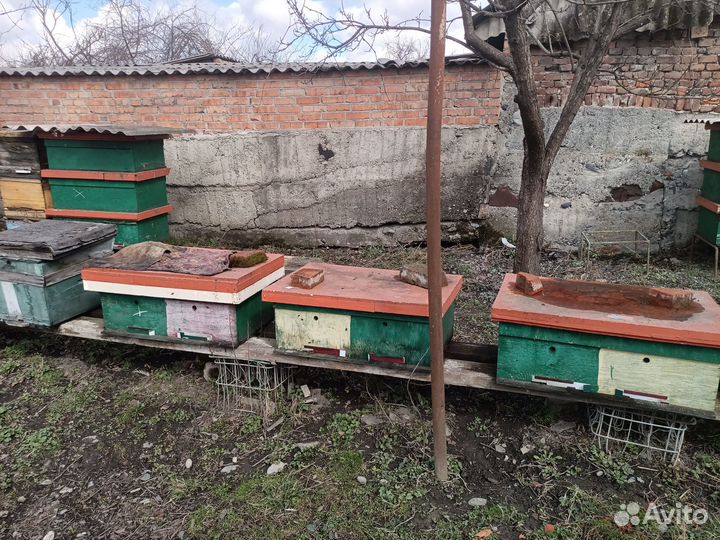 Продам пчелосемьи