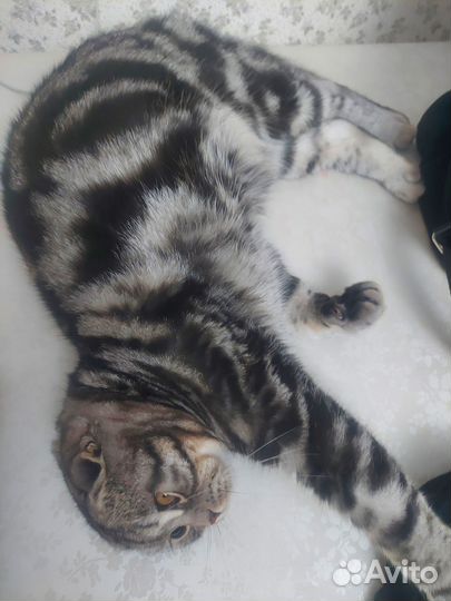 Шотландский кот вязка