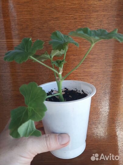 Пеларгония герань