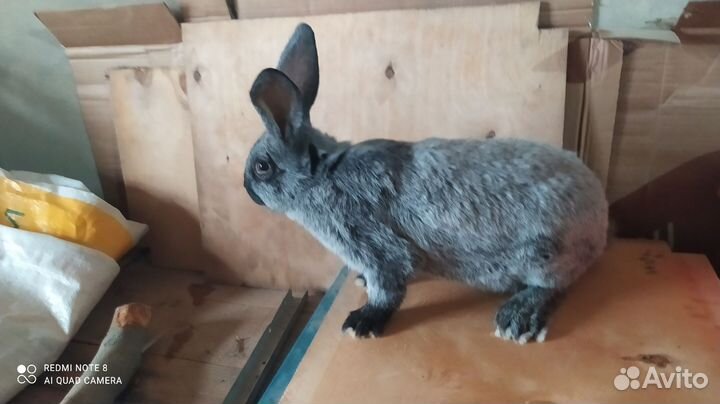 Полтавское серебро