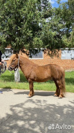 Жеребец пони