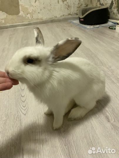 Декоративный кролик девочка