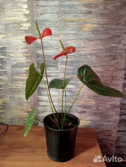 Комнатные цветы Антуриум
