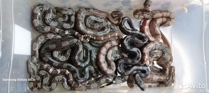 Удав императорский