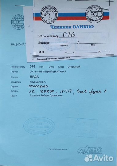 Бронирование щенков дратхаара