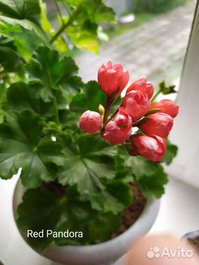 Пеларгония Red Pandora