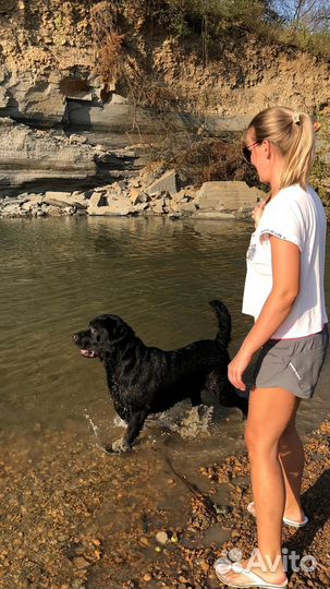 Лабрадор ретривер