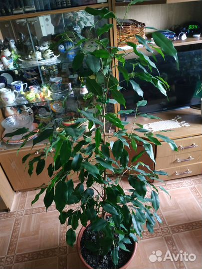 Фикус бенджамина