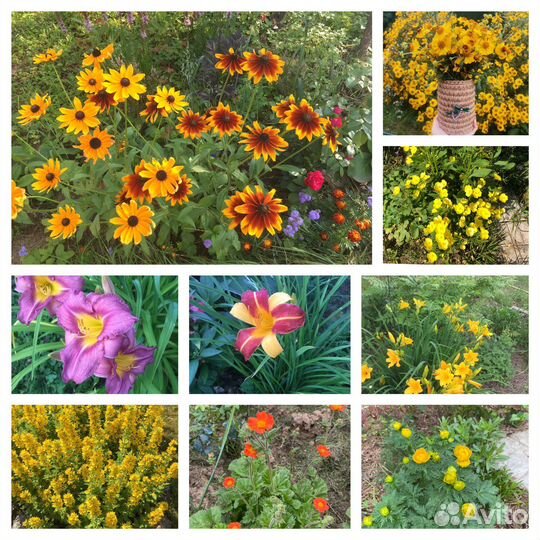 Многолетние садовые цветы