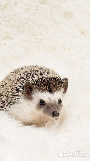 Африканский карликовый ежик
