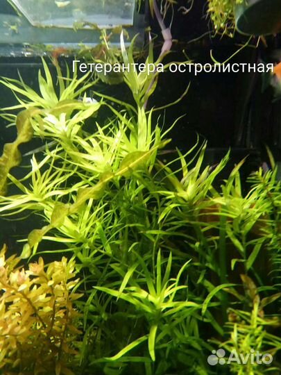 Аквариумные растения