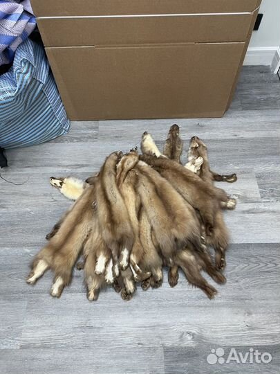 Шкурки куницы