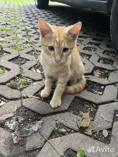 Котенок 1.5 месяца