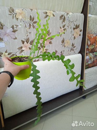 Эпифиллум ангулигер