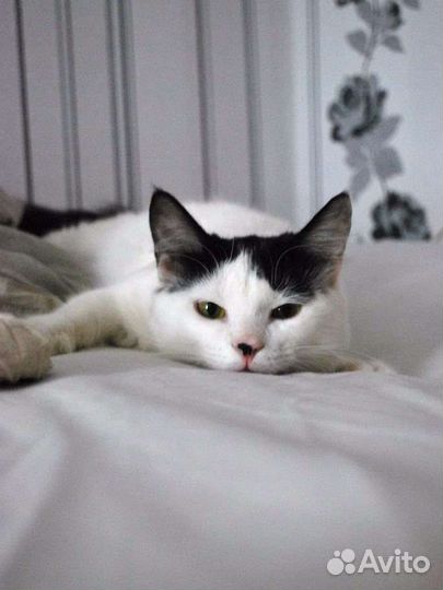 Передержка кошек