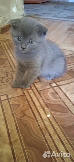 Котята вислоухие