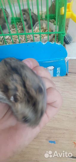 Джунгарский хомяк с клеткой
