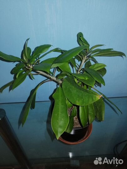 Редкие комнатные растения