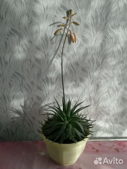 Хавортия комнатные растения