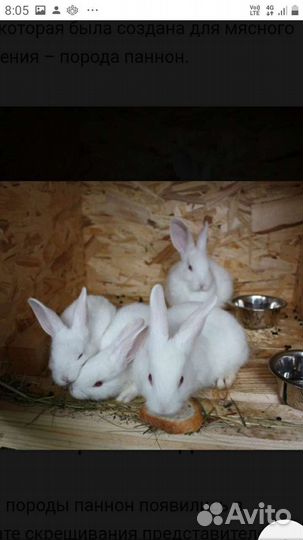 Кролики Белый Паннон