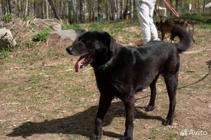 Потап хочет в семью (Собака из приюта)