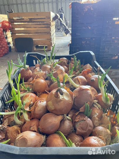 Лук на перо