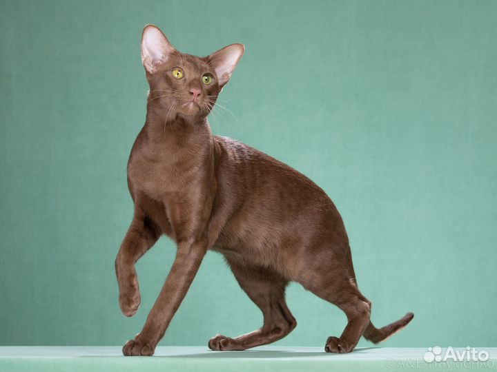 Ориентальная