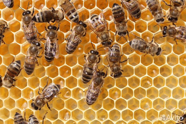 Пчелосемьи