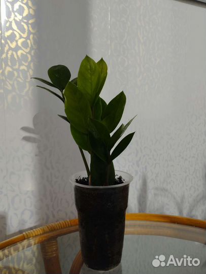 Замиокулькас