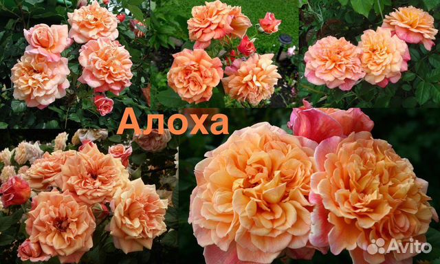 Роза алоха фото и описание отзывы