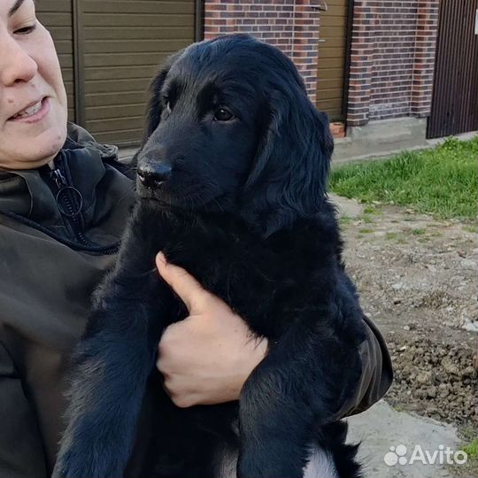 Прямошерстный ретривер