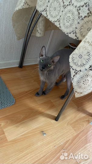 Коты сфинксы