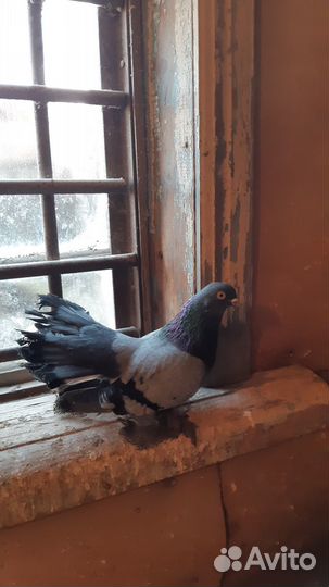 Продажа голубей