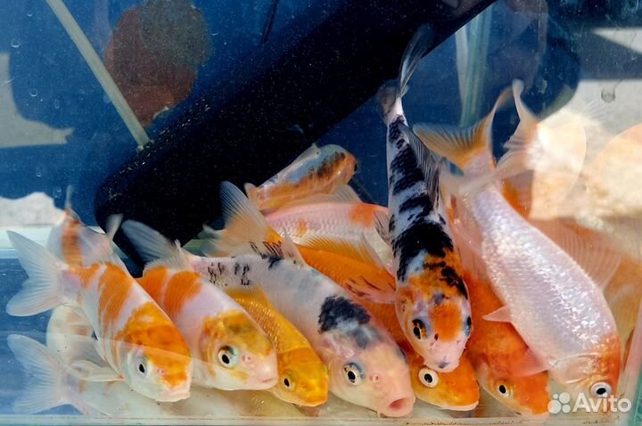 Растения и рыба для прудов и водоемов