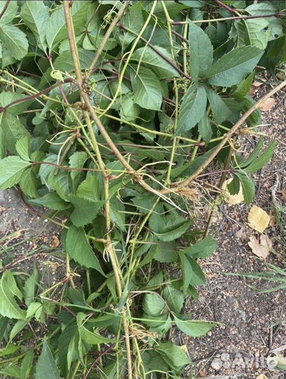 Девичий виноград