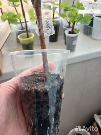 Саженцы винограда