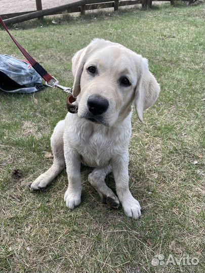 Кинолог/ Групповые/ Индивидуальные занятия