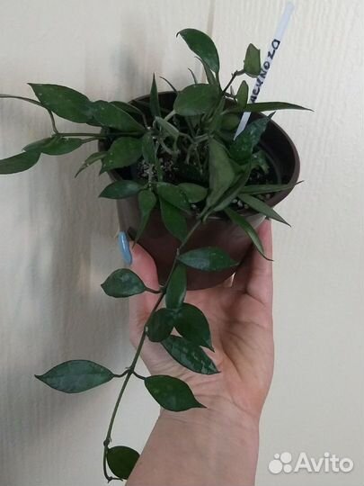 Хойя Лакуноза