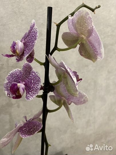 Орхидея Пандора