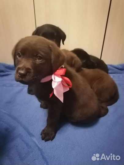 Щенки лабрадора