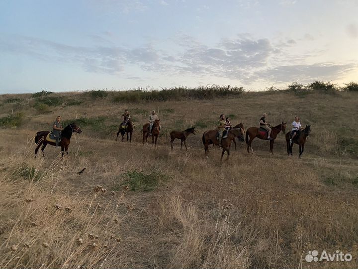 Конные прогуки