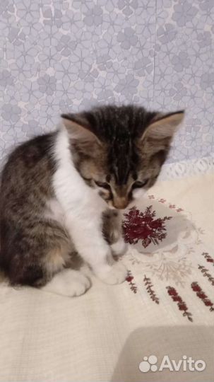 Котенок