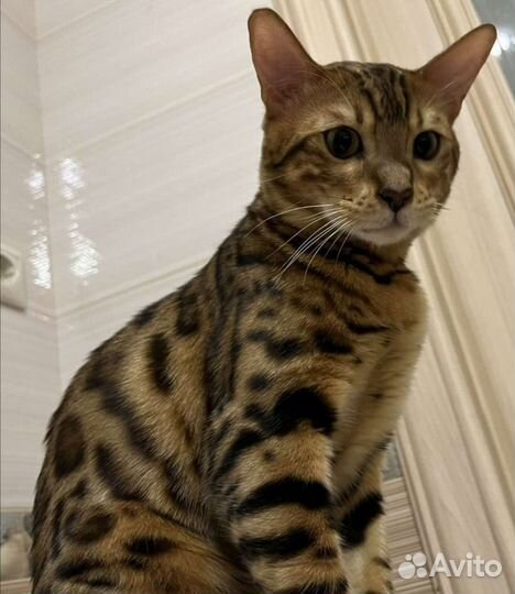 Кот, молодой кот, кошка