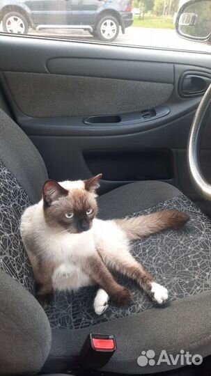 Потерялся котик